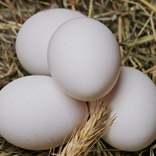 1 Allarme uova contaminate da un pesticida in Europa